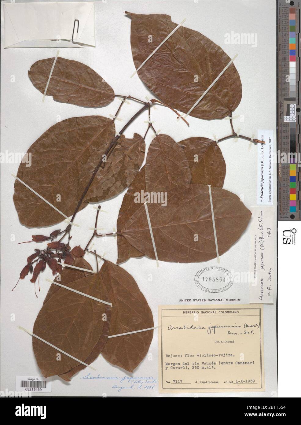 Fridericia japurensis DC LG Lohmann. Stock Photo