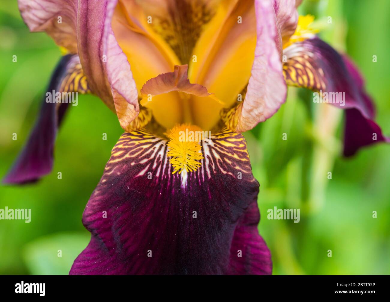 A macro shot of a bearded iris bloom. Stock Photo