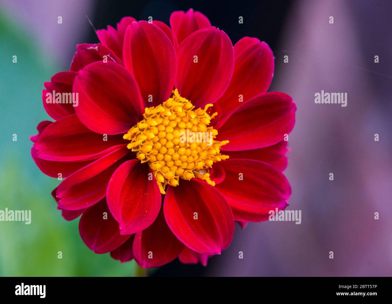 A macro shot of a dark red dahlia bloom with a yellow centre. Stock Photo