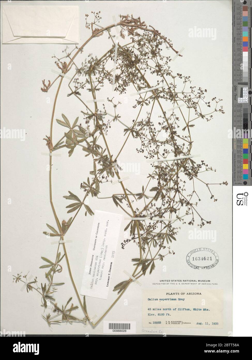Galium mexicanum subsp asperrimum A Gray Dempster. Stock Photo