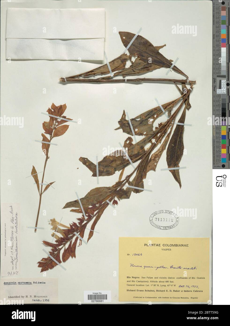 Amasonia spruceana Moldenke. Stock Photo