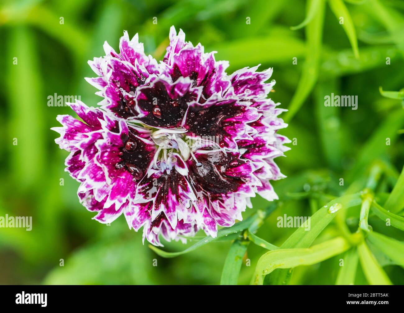A macro shot of a wet dianthus bloom. Stock Photo