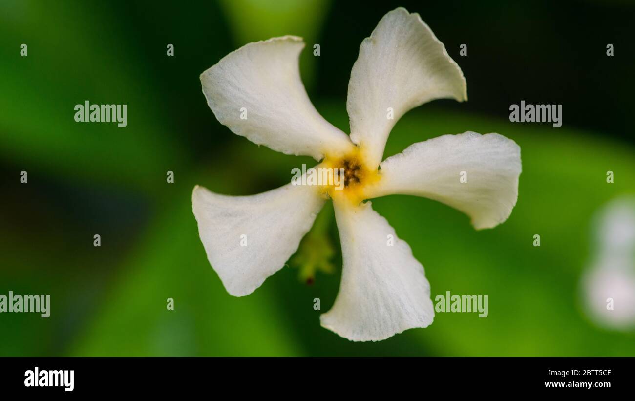 A macro shot of a star jasmine bush bloom. Stock Photo