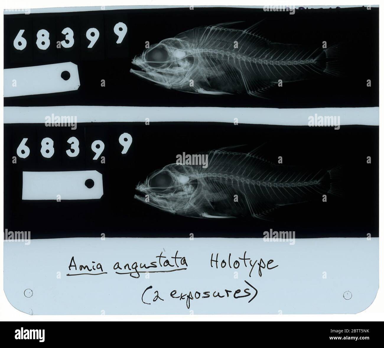 Amia angustata. Radiograph is of a type; The Smithsonian NMNH Division of Fishes uses the convention of maintaining the original species name for type specimens designated at the time of description. The currently accepted name for this species is Ostorhinchus angustatus.25 Oct 20181 Stock Photo