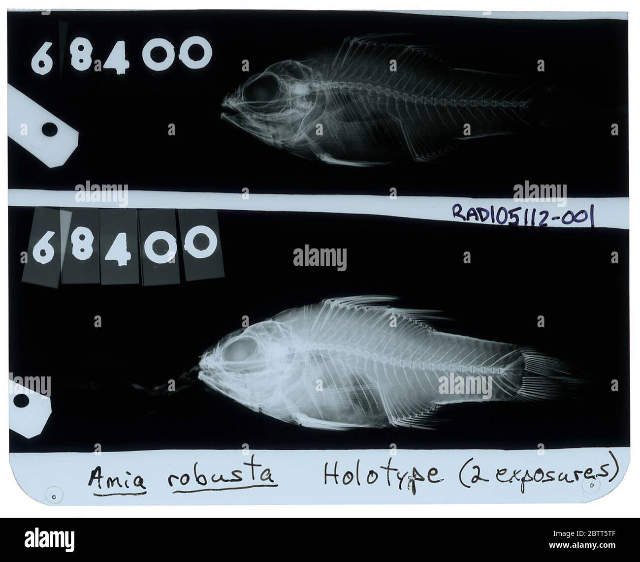 Amia robusta. Radiograph is of a type; The Smithsonian NMNH Division of Fishes uses the convention of maintaining the original species name for type specimens designated at the time of description. The currently accepted name for this species is Ostorhinchus cookii.25 Oct 20181 Stock Photo
