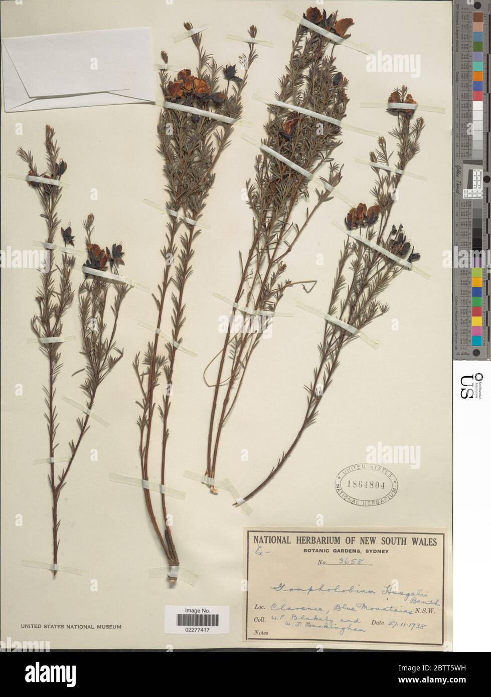 Gompholobium huegelii Benth. Stock Photo