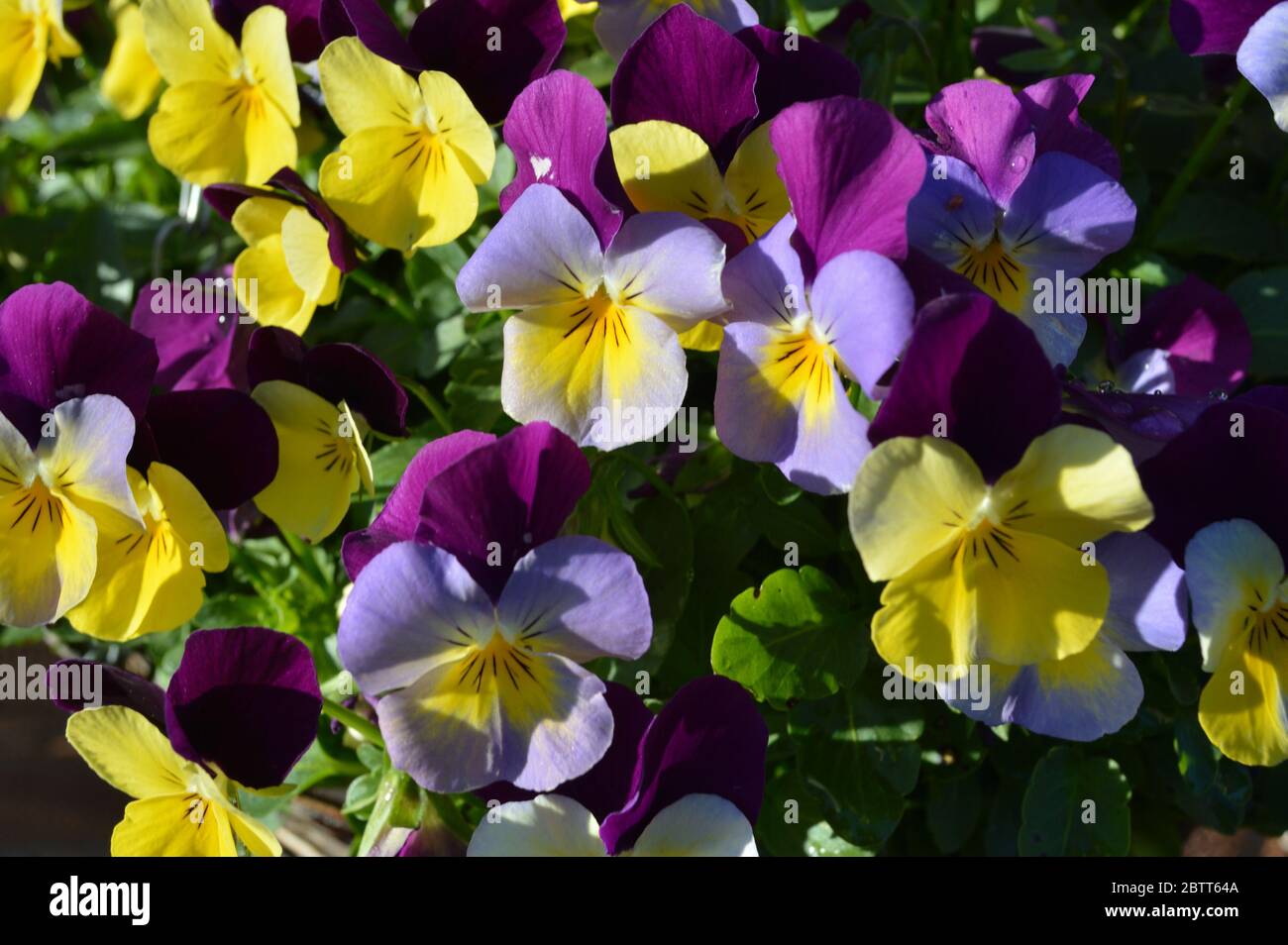 Garden Pansies in the garden Stock Photo