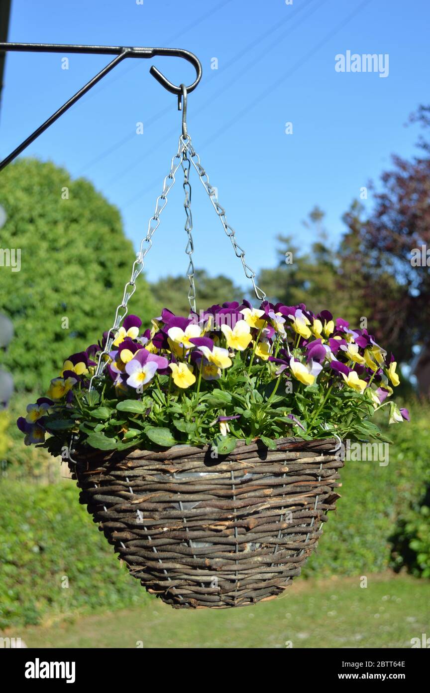 Viola hanging basket hi-res stock photography and images - Alamy