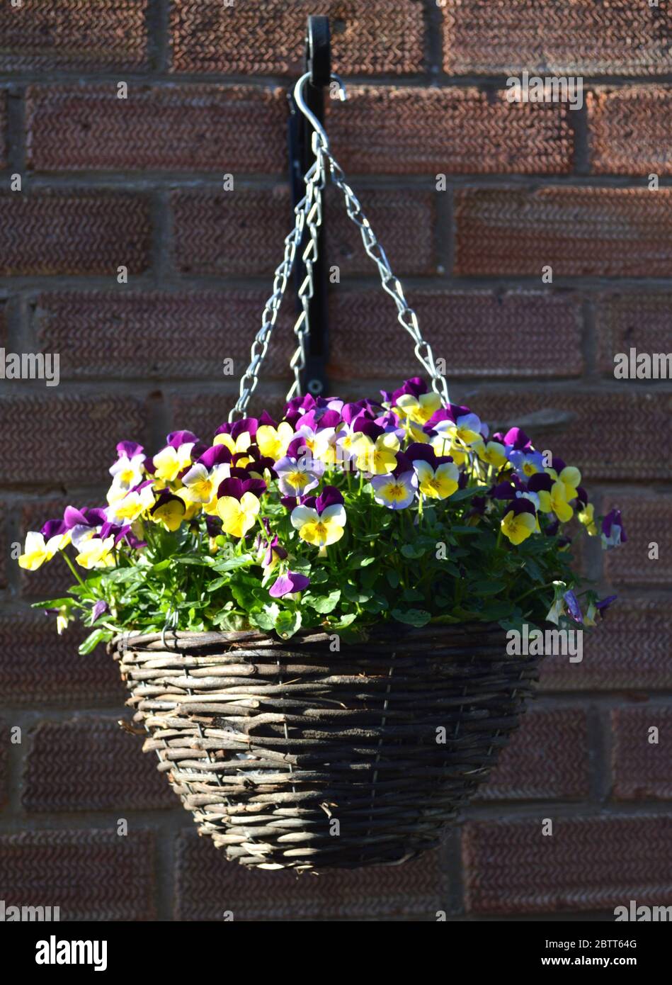 Hanging Baskets Full of Pansies Stock Photo Alamy