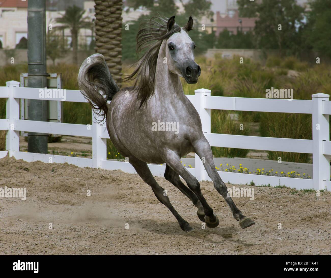 Dapple gray Arabian horse running in paddock on the sand surface of Bait Al Arab,Kuwait Stock Photo