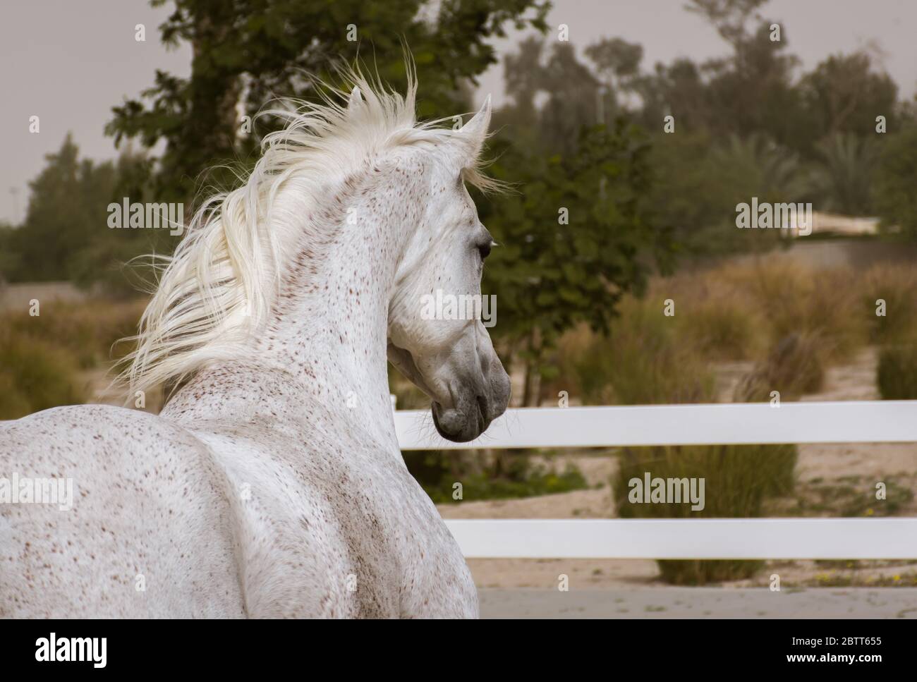 A view of Arabian white horse from the side and back facing inside the paddock training area of Bait Al Arab, Kuwait Stock Photo