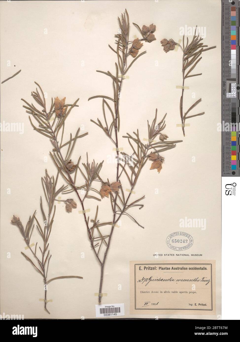 Guichenotia macrantha Turcz. Stock Photo