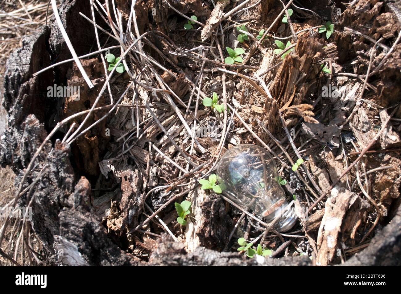 One thrown out light bulb and young green plants on the background of a rotten tree on a sunny day. Natural background, ecology,  conservation environ Stock Photo