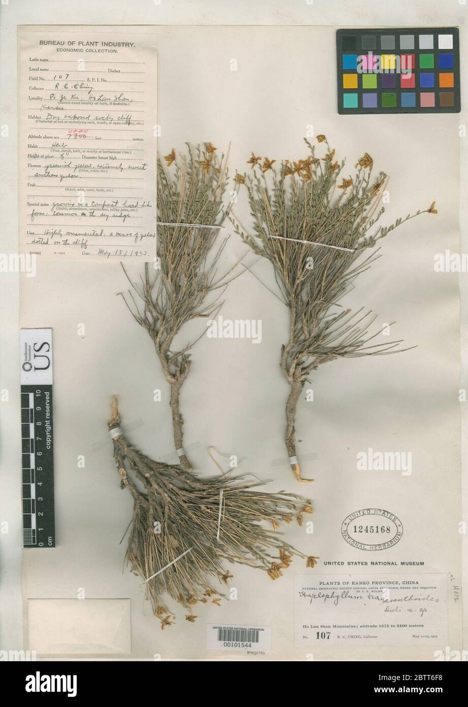 Haplophyllum tragacanthoides Diels. Stock Photo