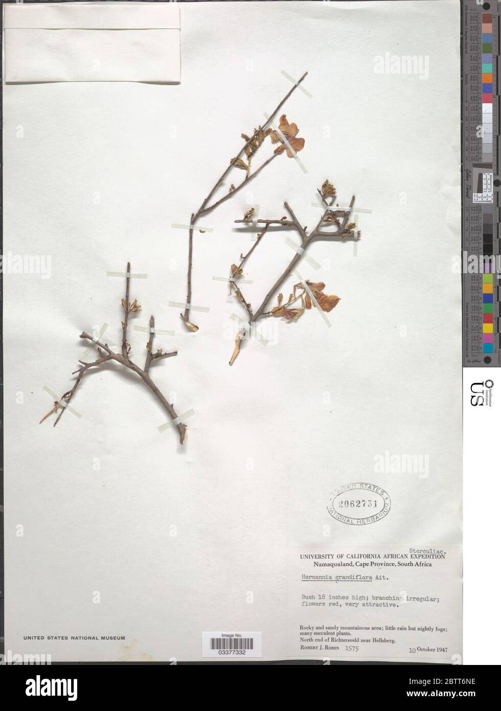 Hermannia grandiflora Aiton. Stock Photo