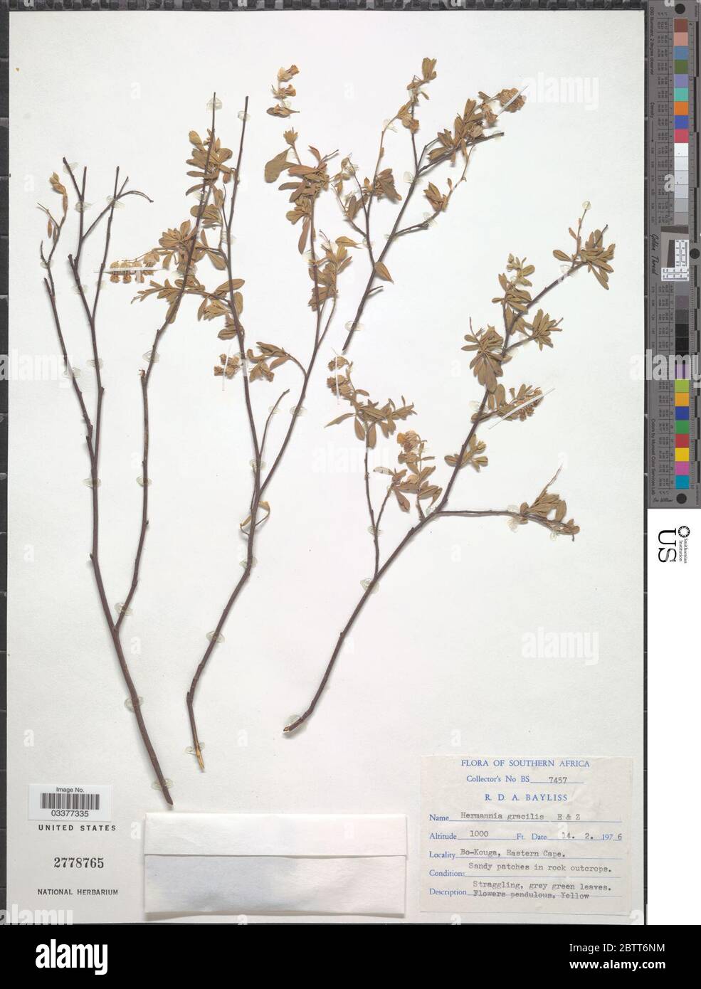 Hermannia gracilis Eckl Zeyh. Stock Photo