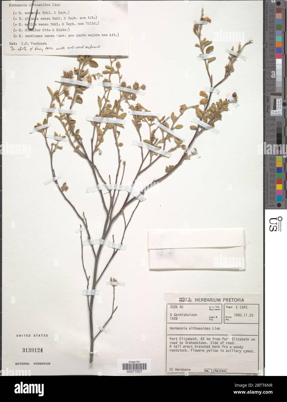 Hermannia althaeoides Link. Stock Photo
