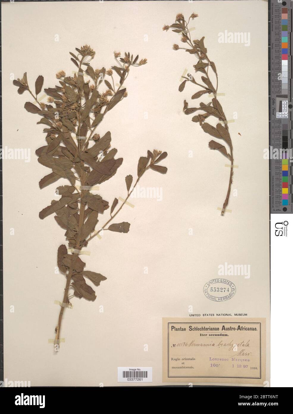 Hermannia brachypetala Harv. Stock Photo