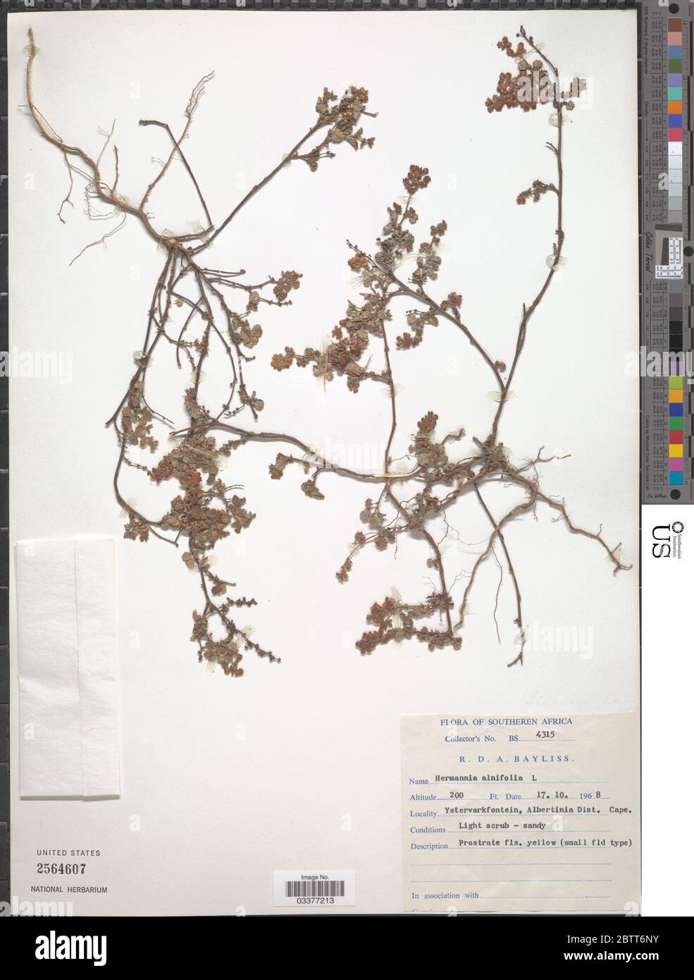 Hermannia alnifolia L. Stock Photo