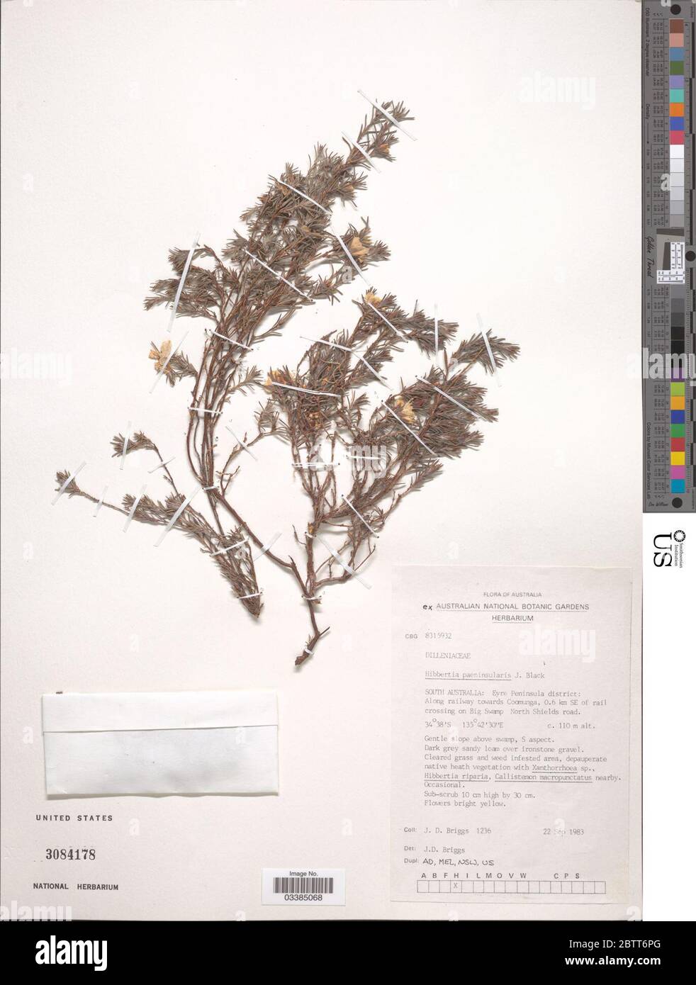 Hibbertia paeninsularis JM Black. Stock Photo