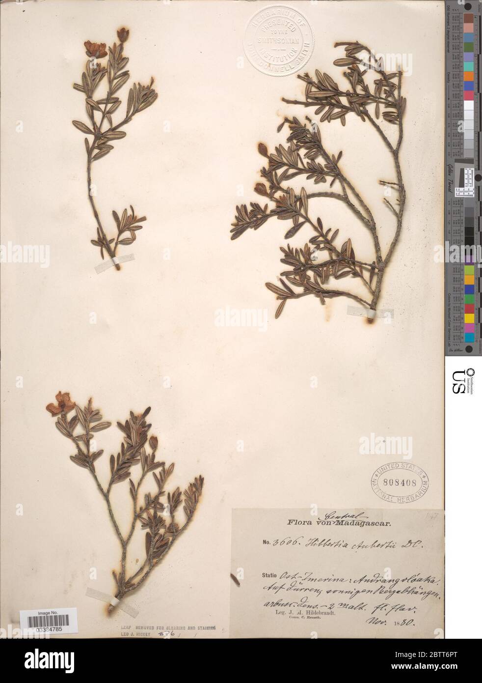 Hibbertia aubertii Gilg. Stock Photo