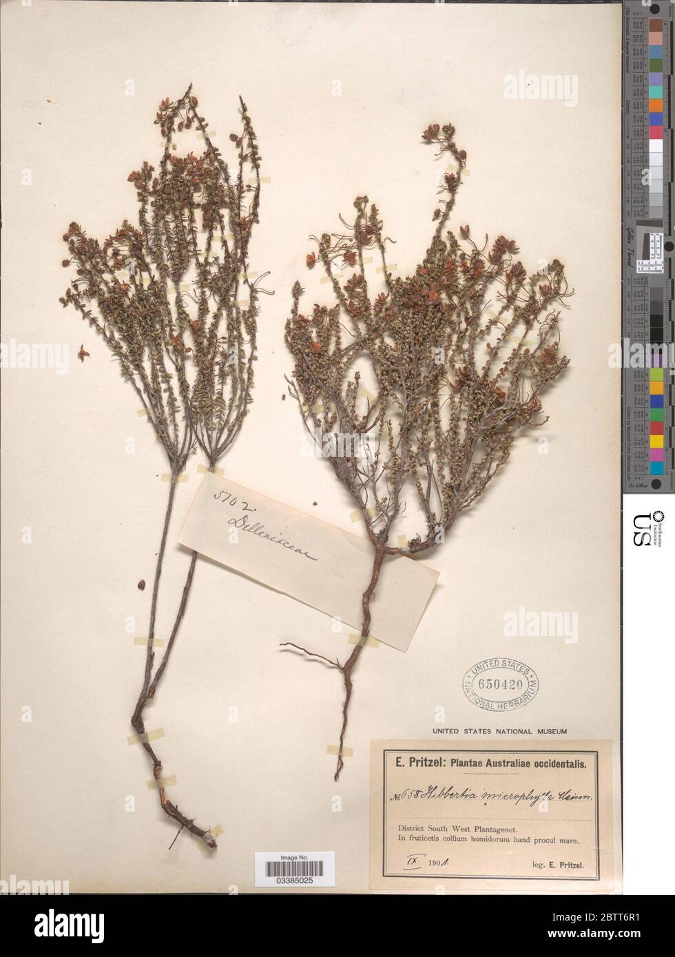 Hibbertia microphylla Steud. Stock Photo