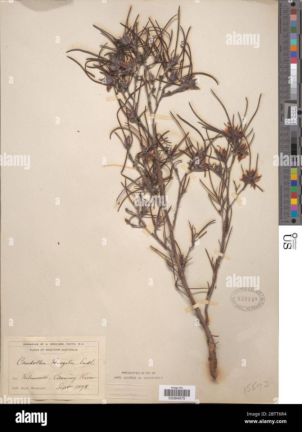 Hibbertia huegelii F Muell. Stock Photo
