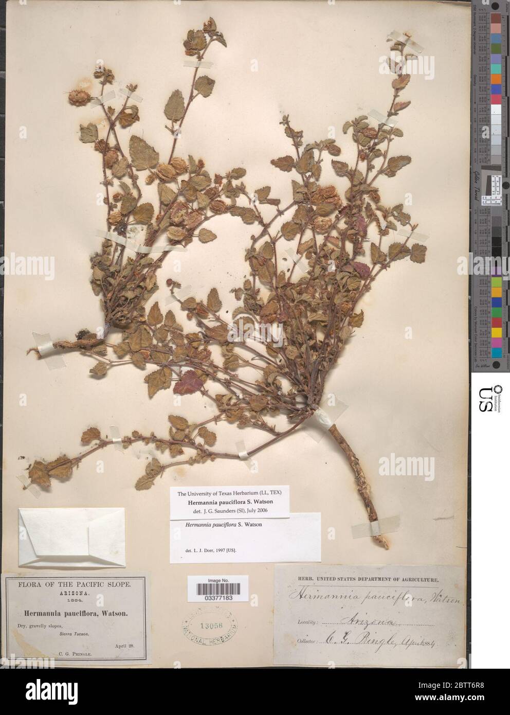 Hermannia pauciflora S Watson. Stock Photo