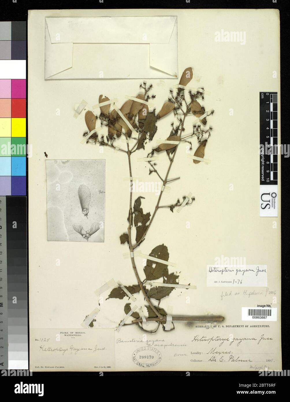 Heteropterys palmeri Rose. Stock Photo