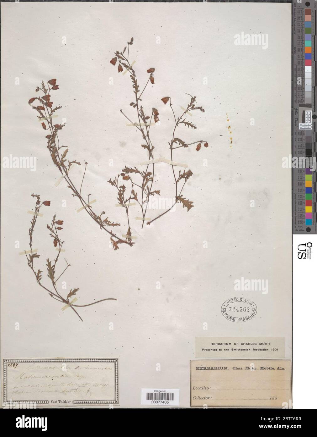 Hermannia incisa Willd. Stock Photo