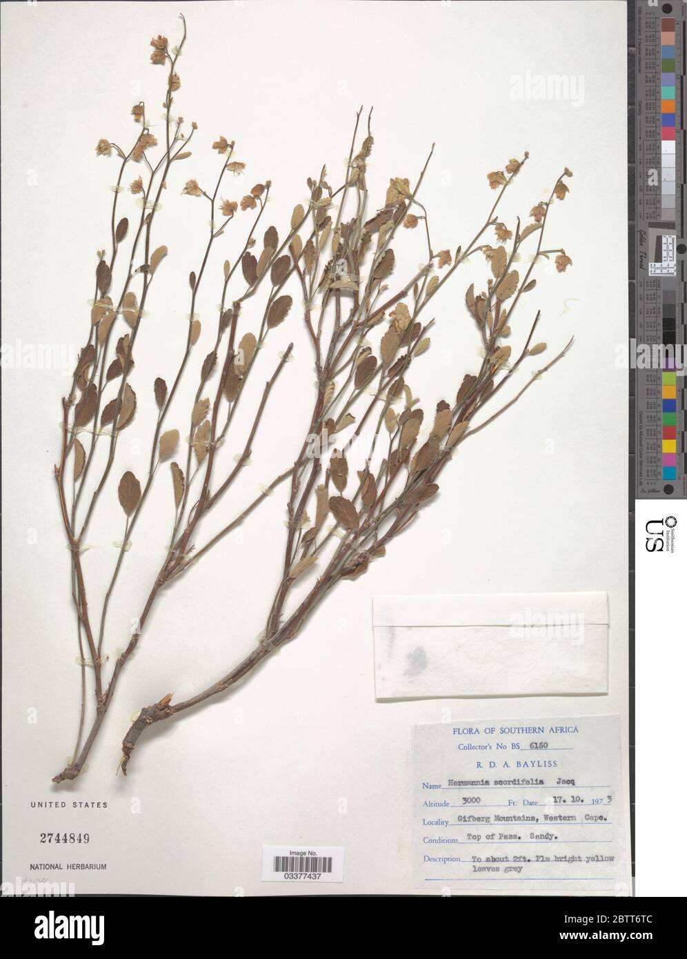 Hermannia scordifolia Jacq. Stock Photo