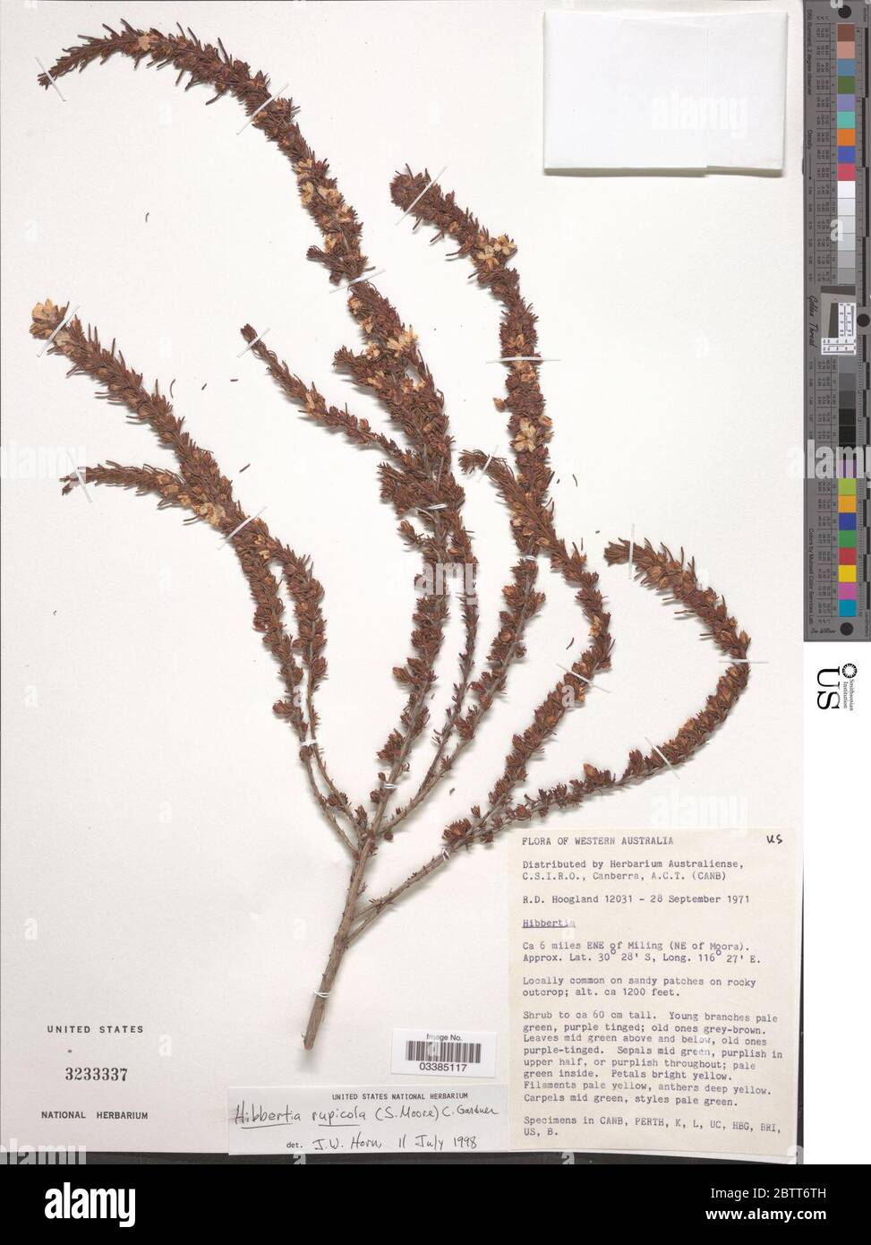 Hibbertia rupicola S Moore CA Gardner. Stock Photo