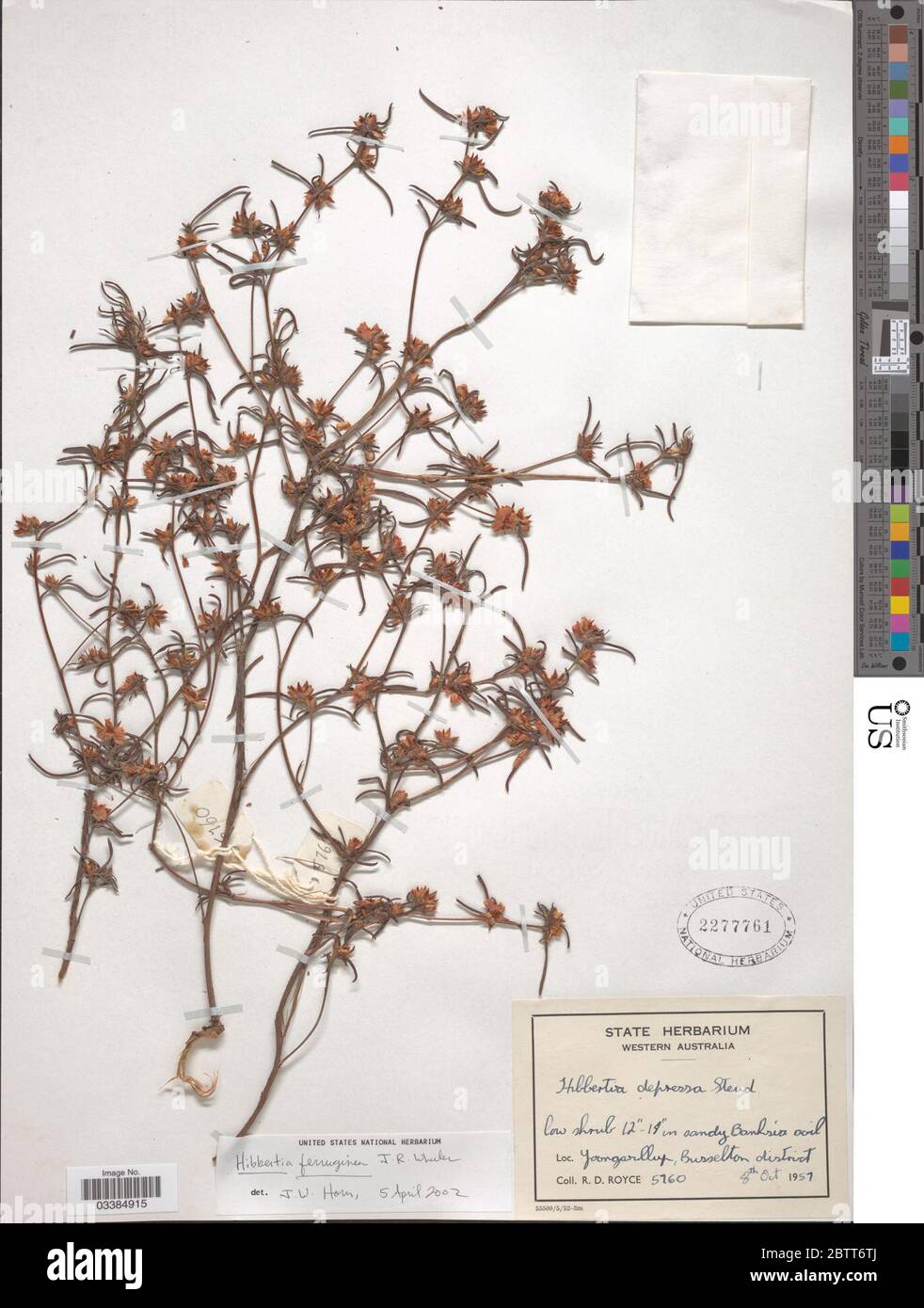 Hibbertia ferruginea Wheeler. Stock Photo