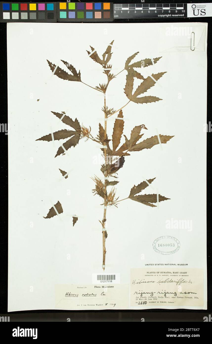 Hibiscus radiatus Cav. Stock Photo