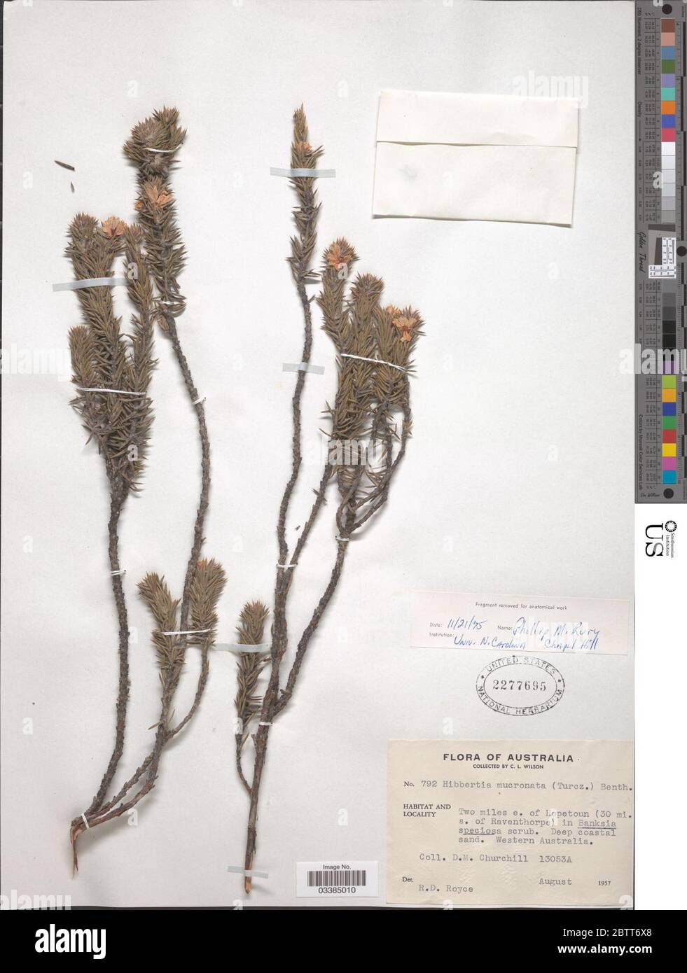 Hibbertia mucronata Benth. Stock Photo