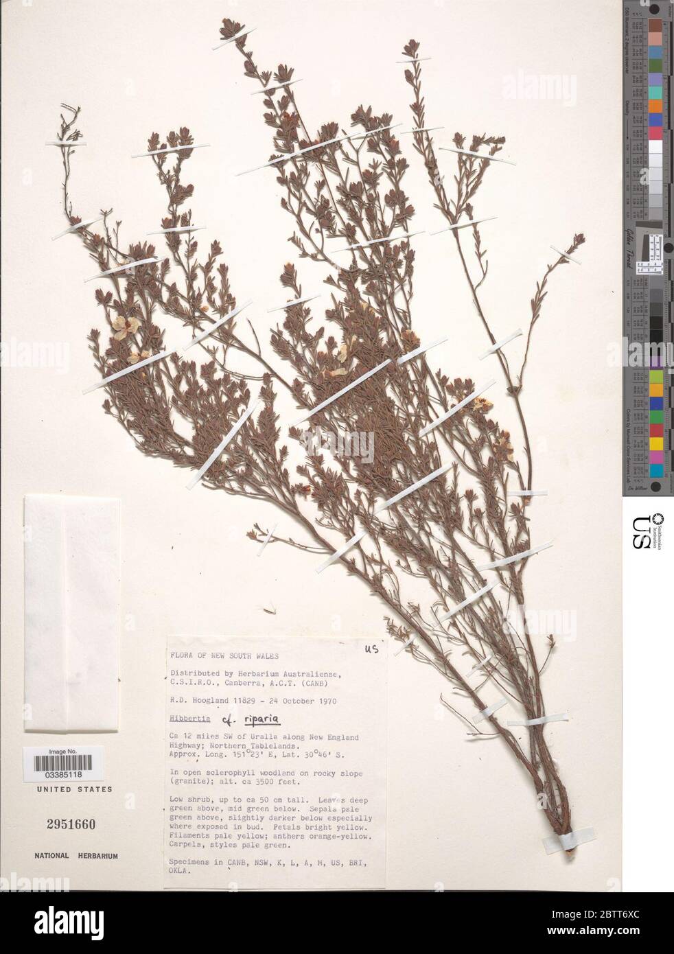 Hibbertia riparia DC Hoogland. Stock Photo