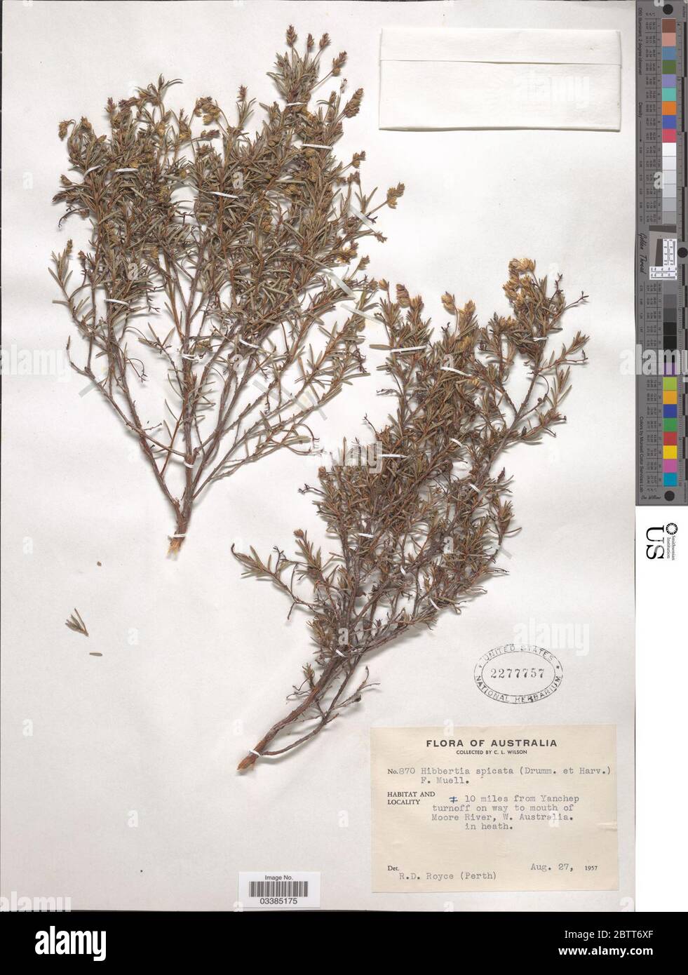 Hibbertia spicata F Muell. Stock Photo