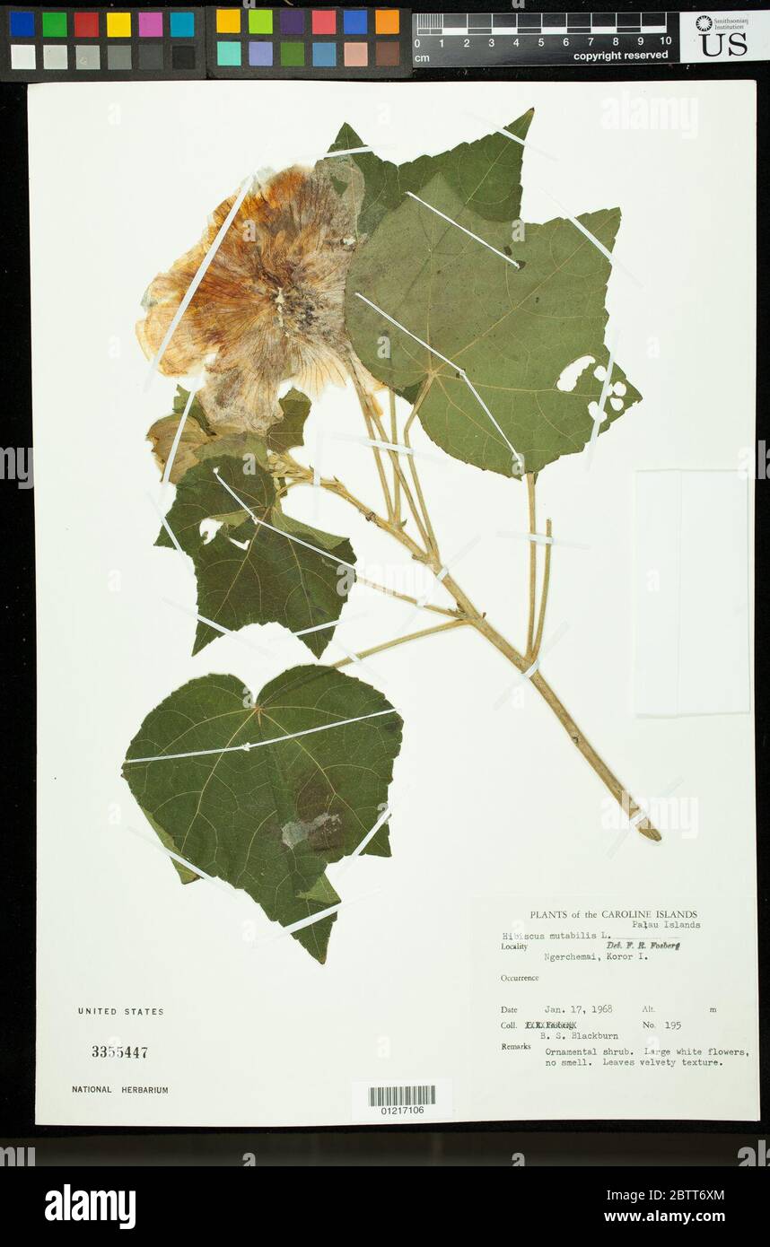Hibiscus mutabilis L. Stock Photo