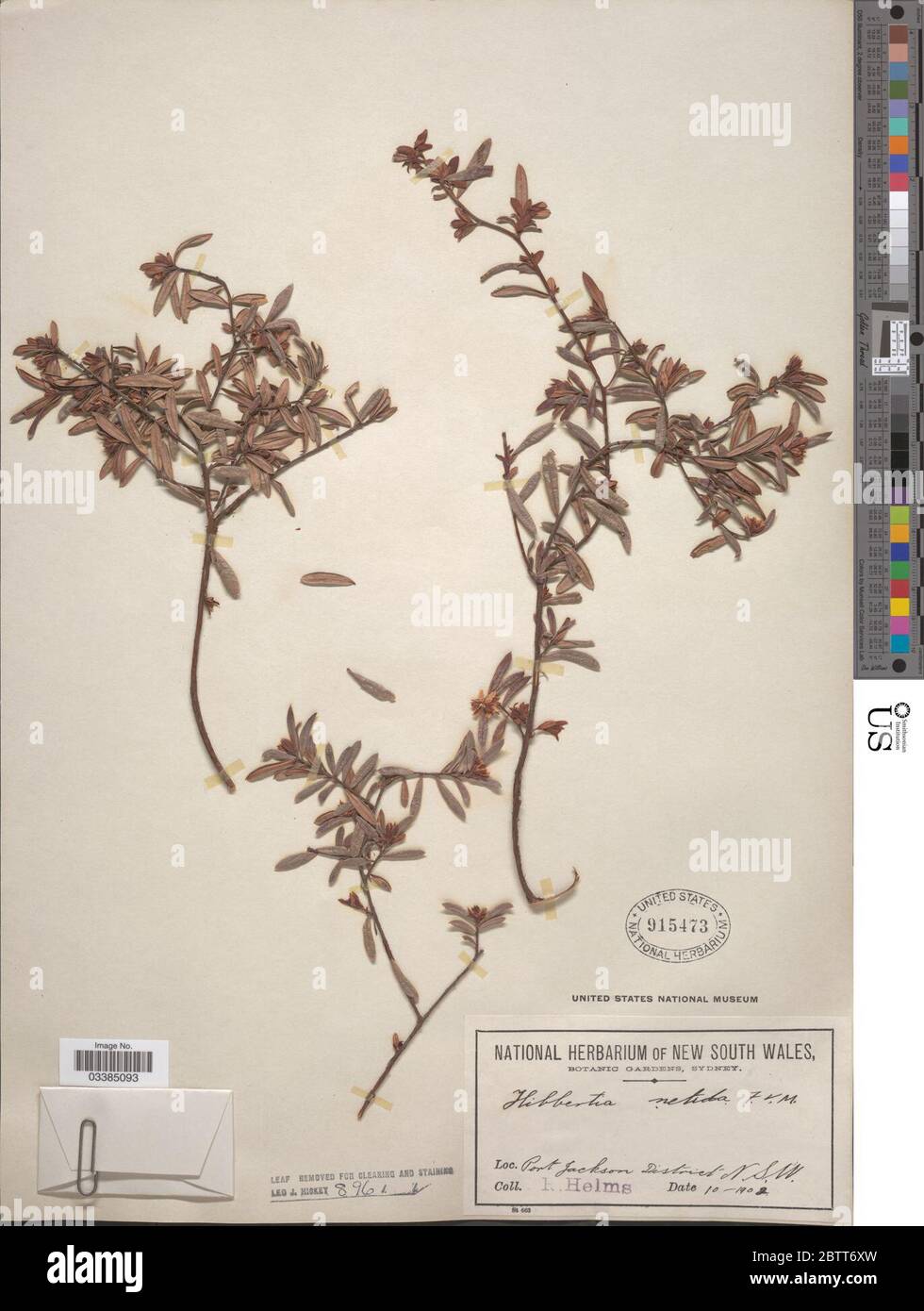 Hibbertia nitida Benth. Stock Photo