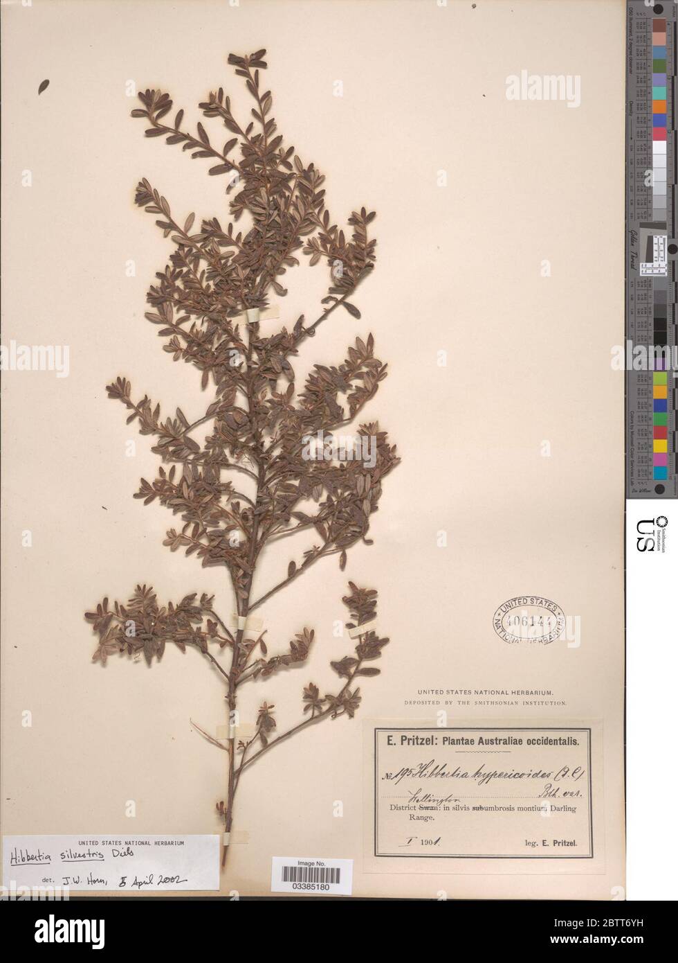 Hibbertia silvestris Diels. Stock Photo