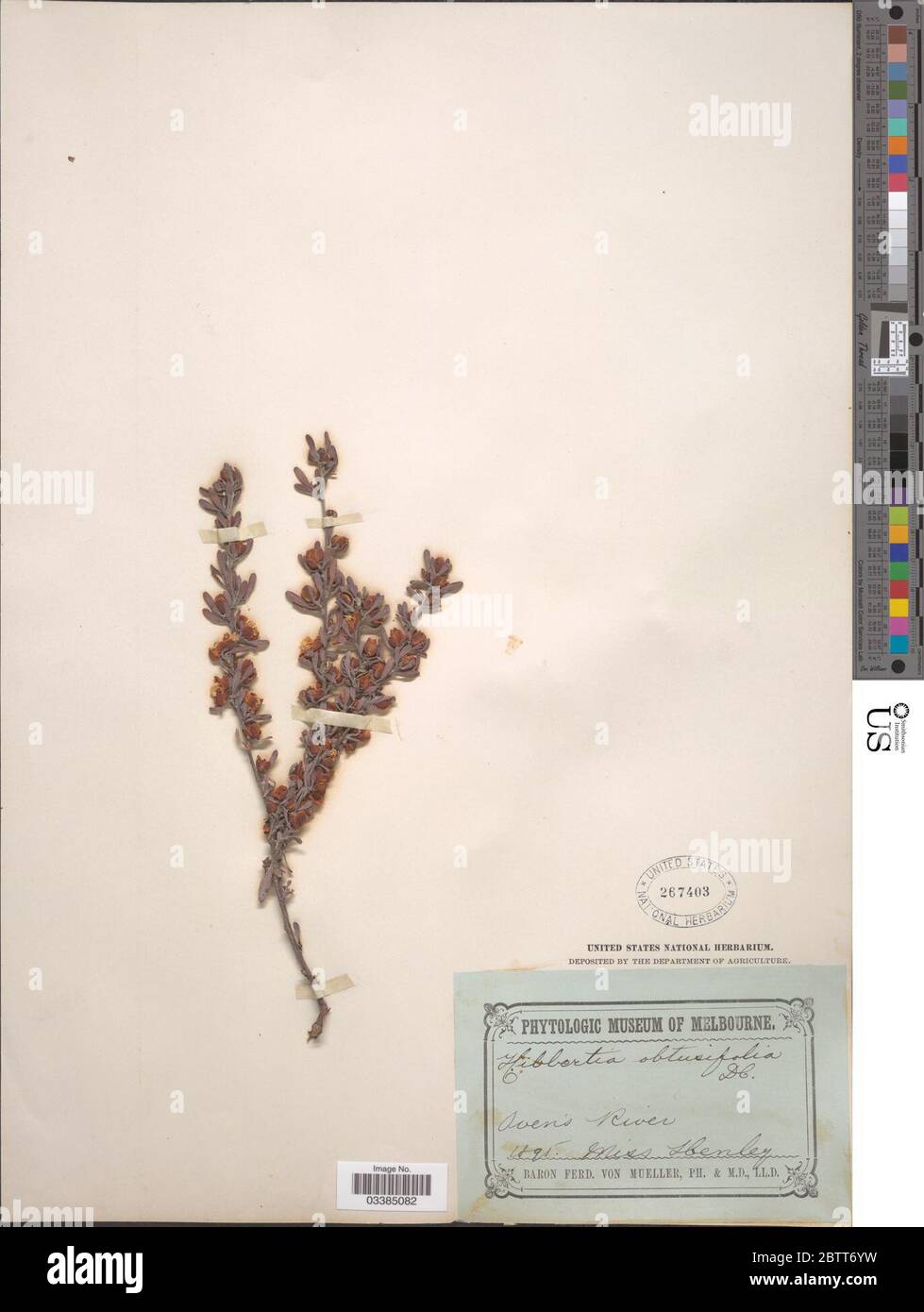 Hibbertia obtusifolia DC. Stock Photo