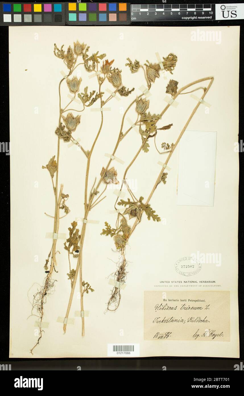 Hibiscus trionum L. Stock Photo