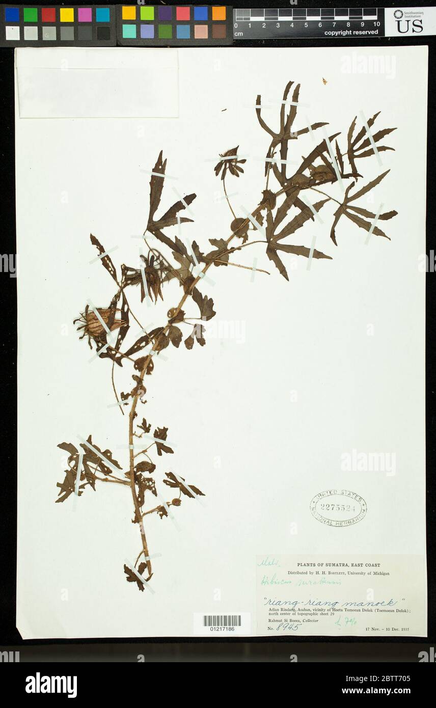 Hibiscus surattensis L. Stock Photo