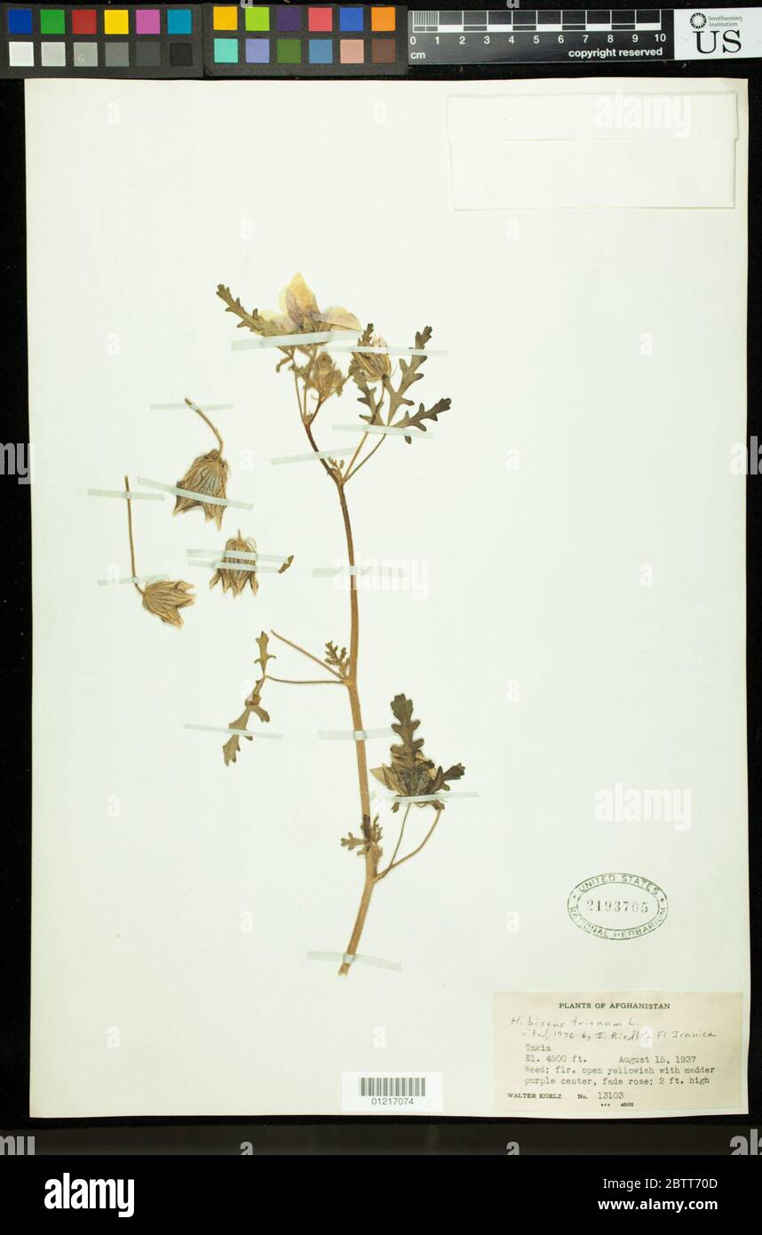 Hibiscus trionum L. Stock Photo