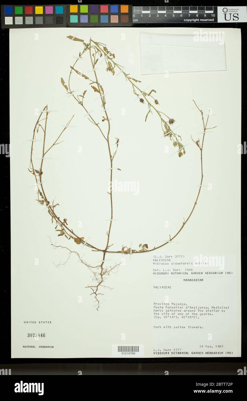 Hibiscus sidaeformis Baill. Stock Photo