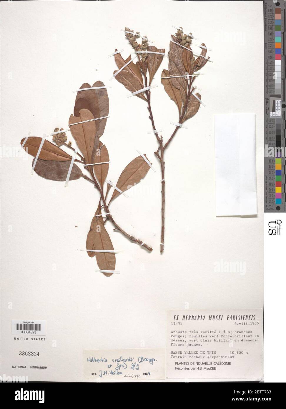 Hibbertia vieillardii Gilg. Stock Photo