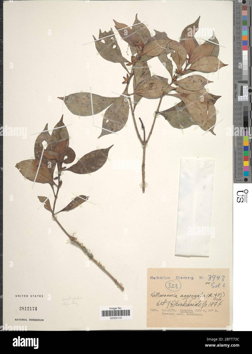Hoffmannia aggregata. Stock Photo