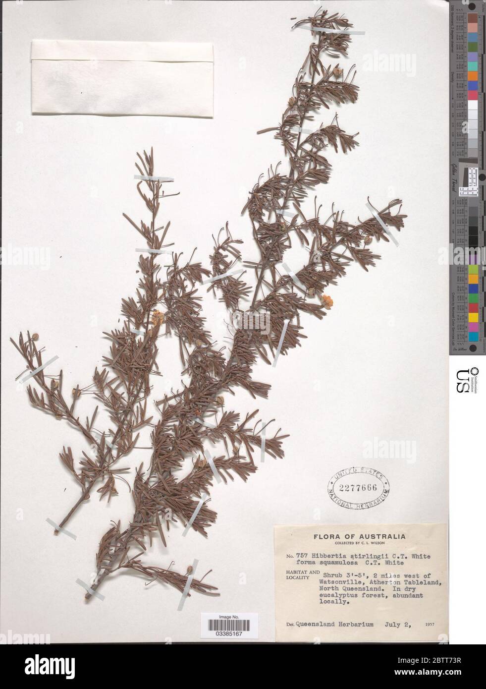 Hibbertia stirlingii f squamulosa CT White. Stock Photo