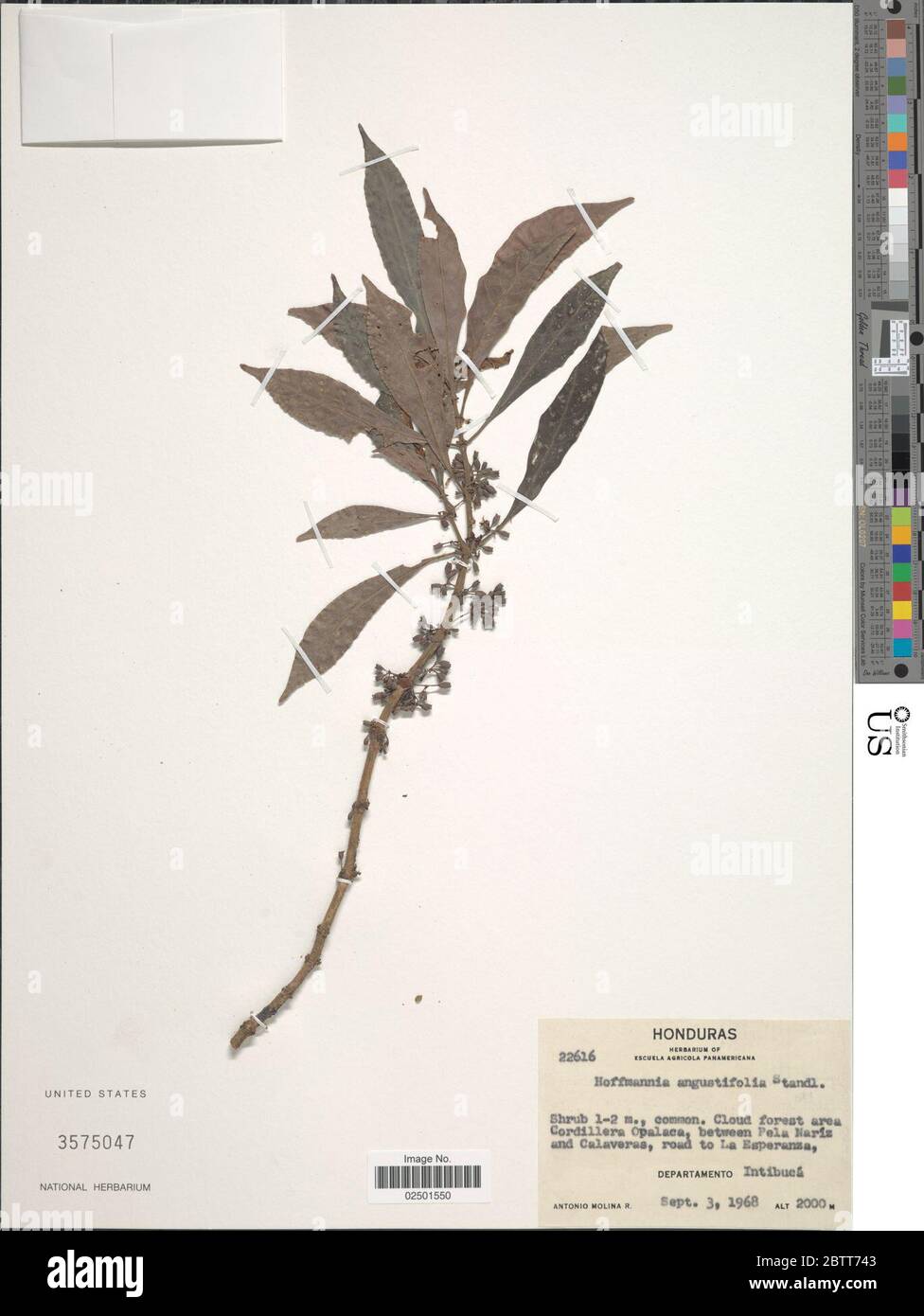 Hoffmannia angustifolia Standl. Stock Photo