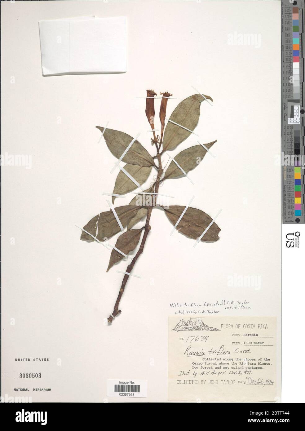 Hillia triflora Oerst CM Taylor. Stock Photo